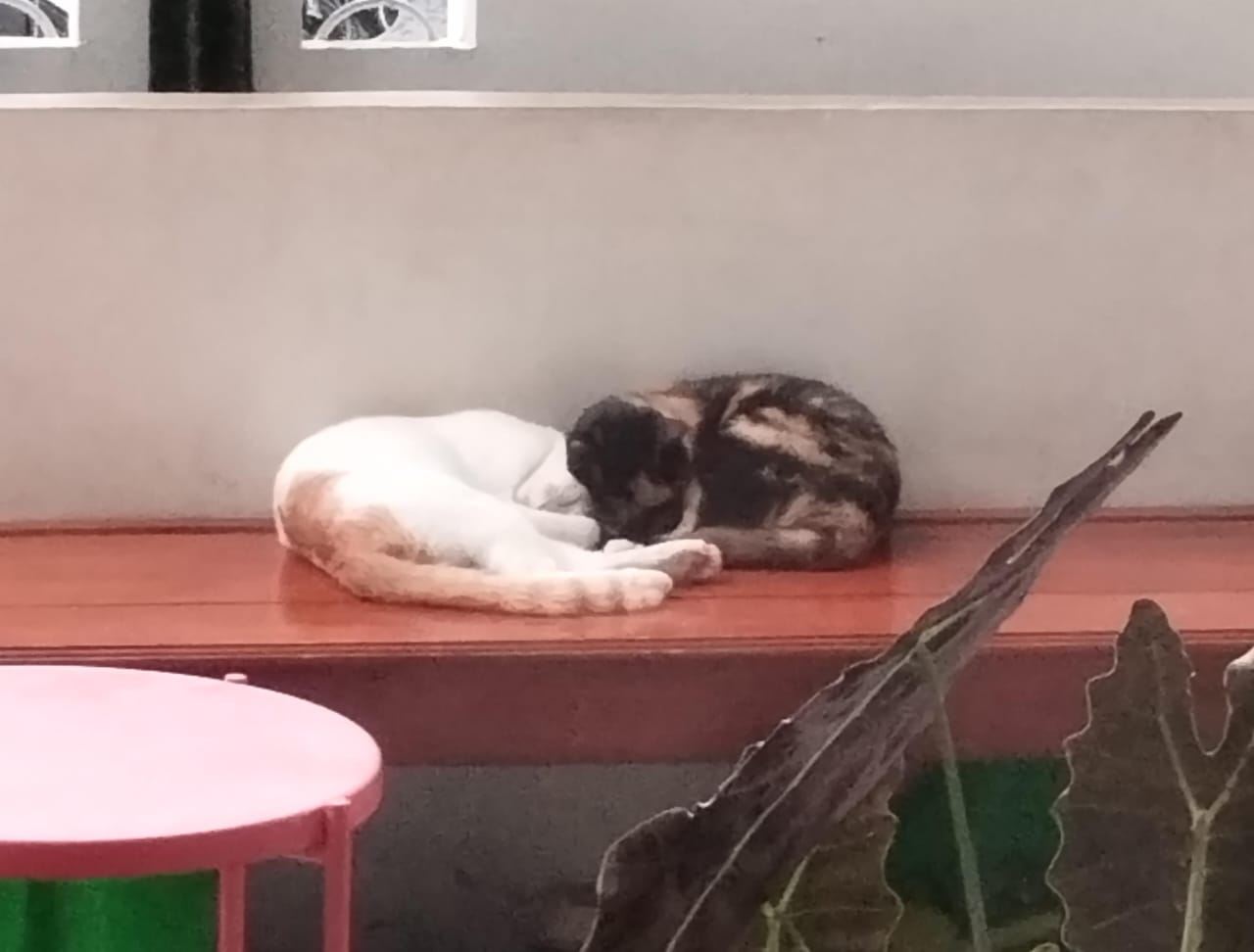 Gambar kucing tidur bersama 1.0