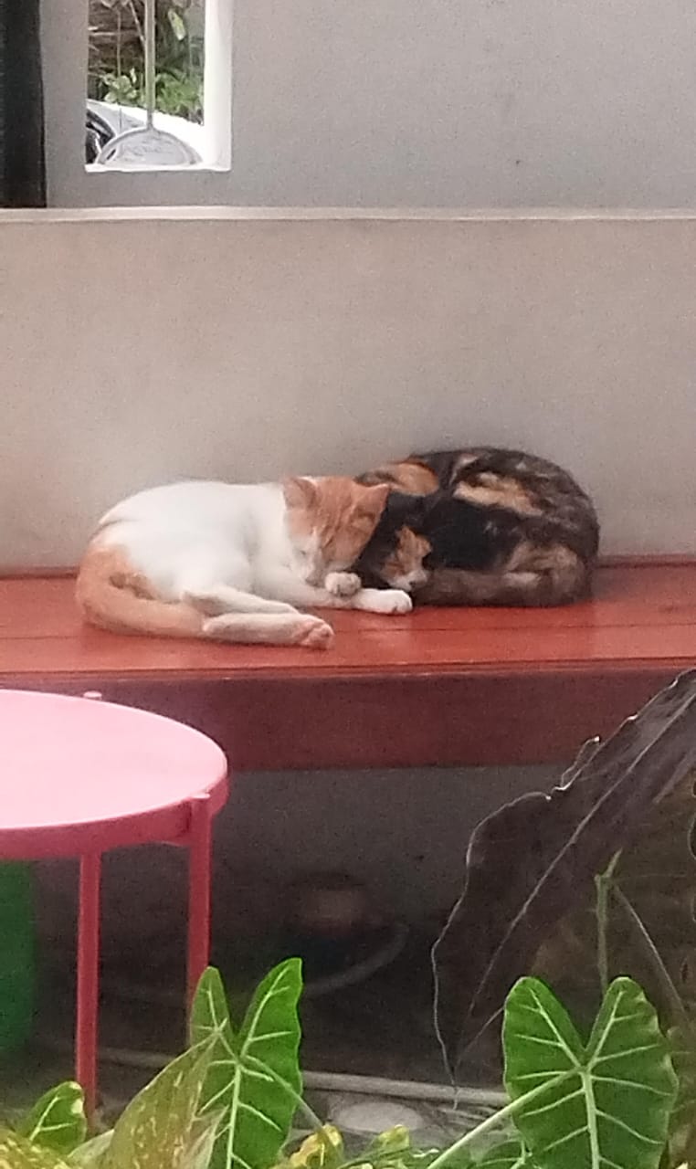 Gambar kucing tidur bersama 1.1