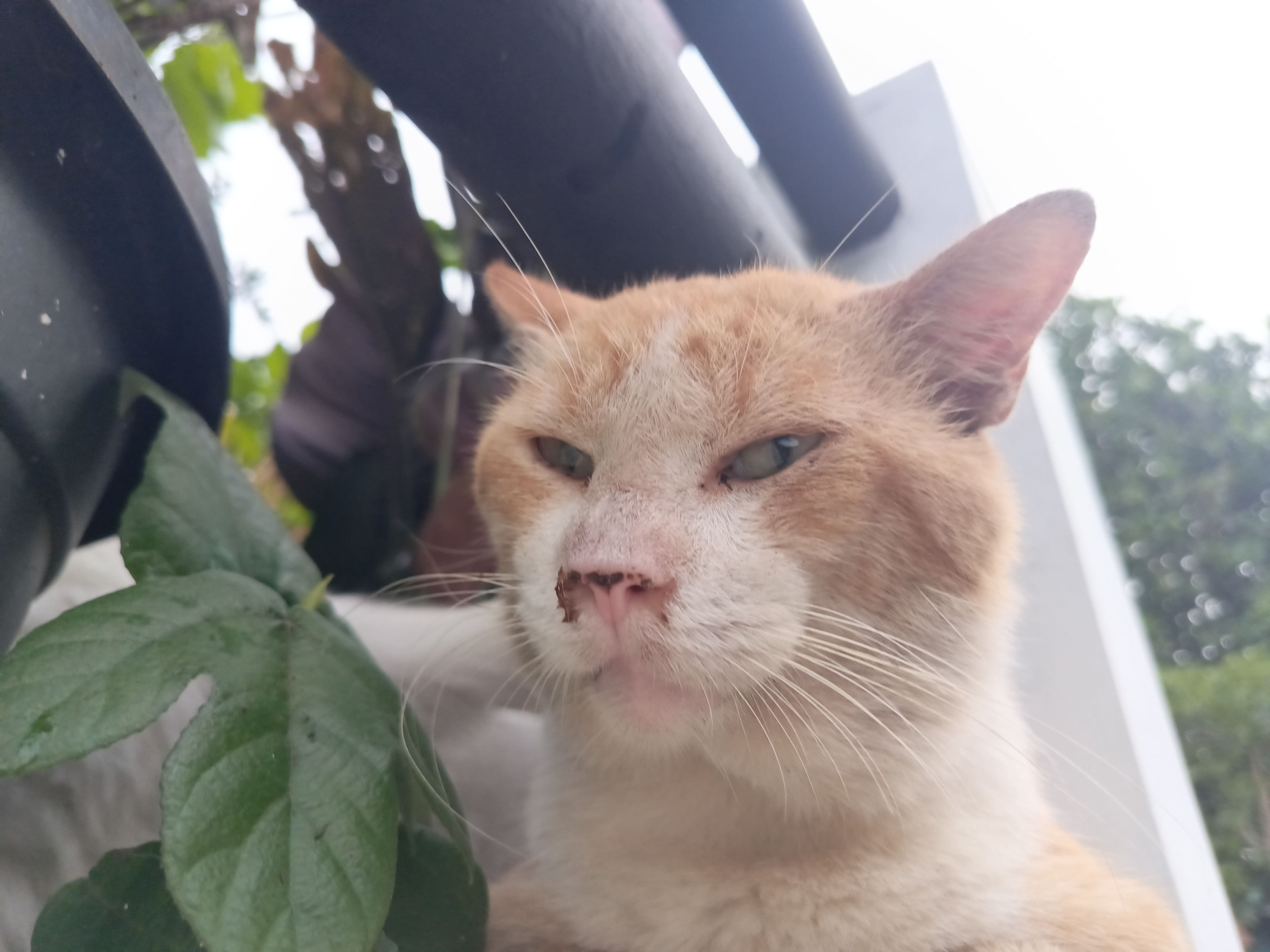 Baguette sedang duduk di sebuah permukaan