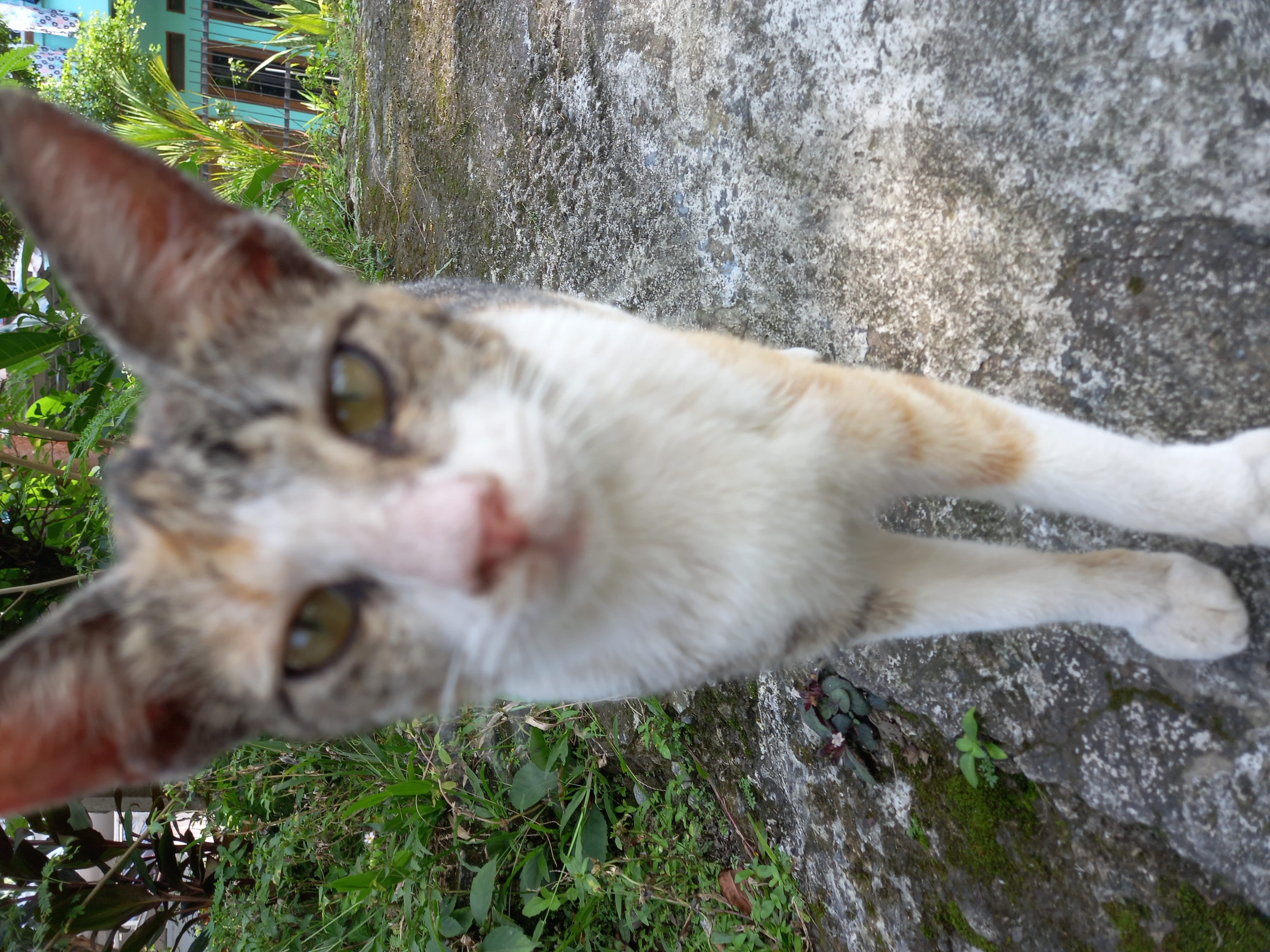 Ikrason sedang duduk di atas jalan berbatu.