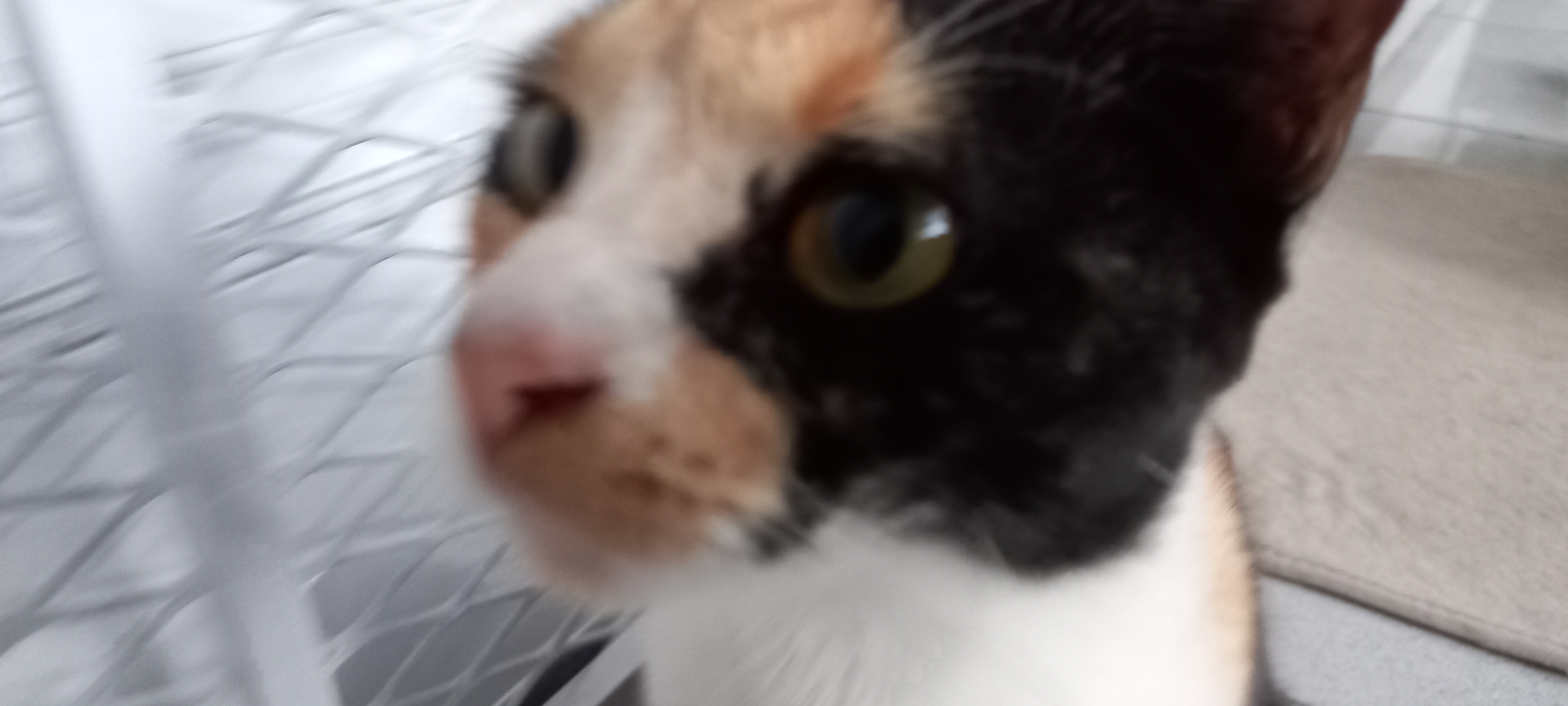 Silvia melihat ke kamera terlalu dekat sehingga menjadi lucu