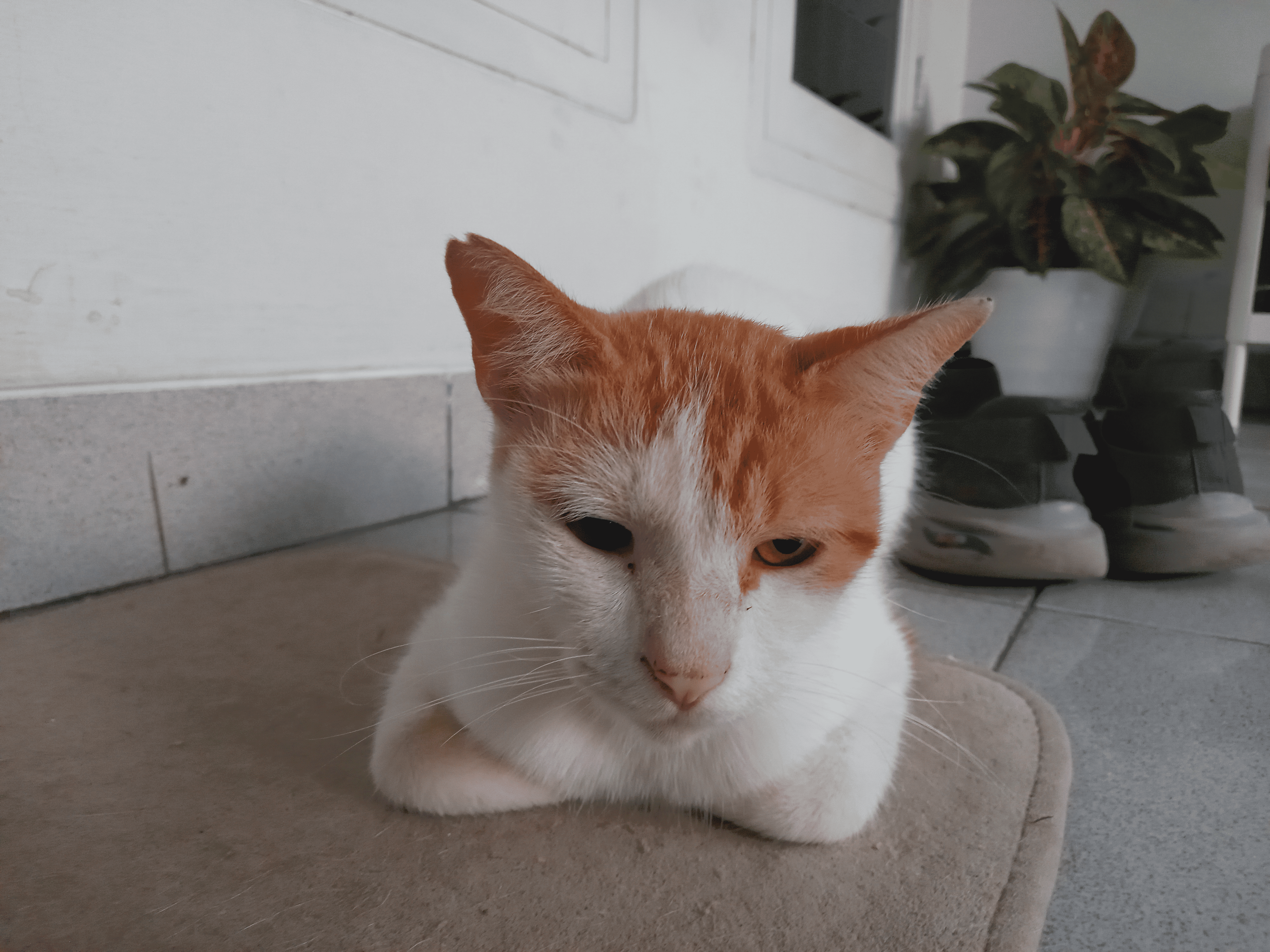 Terlihat Viricossa sedang duduk membentuk seperti roti